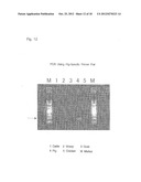 OLIGONUCLEOTIDE SEQUENCES THAT IDENTIFY SPECIES OF ANIMAL diagram and image