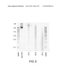 METHOD FOR ACCURATE ASSESSMENT OF DNA QUALITY AFTER BISULFITE TREATMENT diagram and image