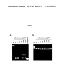 CULTURING AND GENETIC MANIPULATIONS OF THERMOTOGA SPP. diagram and image