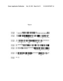 CULTURING AND GENETIC MANIPULATIONS OF THERMOTOGA SPP. diagram and image