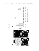 CULTURING AND GENETIC MANIPULATIONS OF THERMOTOGA SPP. diagram and image