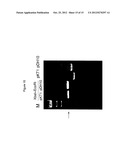 CULTURING AND GENETIC MANIPULATIONS OF THERMOTOGA SPP. diagram and image