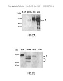 PRODUCTION OF RECOMBINANT FACTOR IX IN A HUMAN HEPATOCYTE CELL LINE diagram and image