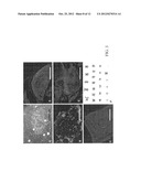NON-TUMORIGENIC EXPANSION OF PLURIPOTENT STEM CELLS diagram and image