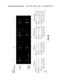 DRUG SELECTION FOR CANCER THERAPY BY PROFILING SIGNAL TRANSDUCTION     PROTEINS IN ASCITES OR PLEURAL EFFLUX SAMPLES diagram and image