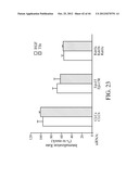 siRNA Targeting Diacylglycerol O-Acyltransferase Homolog 2 (DGAT2) diagram and image