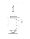 siRNA Targeting Diacylglycerol O-Acyltransferase Homolog 2 (DGAT2) diagram and image