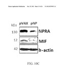 NATRIURETIC PEPTIDE RECEPTOR AS A BIOMARKER FOR DIAGNOSIS AND PROGNOSIS OF     CANCER diagram and image