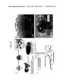 Functionalized Nanodiamond Reinforced Biopolymers diagram and image