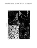 Functionalized Nanodiamond Reinforced Biopolymers diagram and image