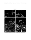 Functionalized Nanodiamond Reinforced Biopolymers diagram and image