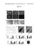 METHOD FOR CONSTRUCTING CHIMERIC RAT USING RAT EMBRYONIC STEM CELLS diagram and image