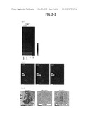 METHOD FOR CONSTRUCTING CHIMERIC RAT USING RAT EMBRYONIC STEM CELLS diagram and image