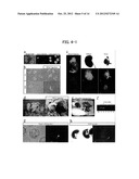 METHOD FOR CONSTRUCTING CHIMERIC RAT USING RAT EMBRYONIC STEM CELLS diagram and image