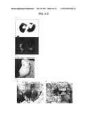 METHOD FOR CONSTRUCTING CHIMERIC RAT USING RAT EMBRYONIC STEM CELLS diagram and image