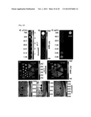 CONTRAST AGENT FOR OPTICAL IMAGING, USE THEREOF AND APPARATUS USING THE     SAME diagram and image