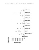 METHODS OF TREATMENT UTILIZIING BINDING PROTEINS OF THE INTERLEUKIN-21     RECEPTOR diagram and image