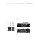 ANTI-FACTOR XI MONOCLONAL ANTIBODIES AND METHODS OF USE THEREOF diagram and image