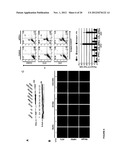 METHODS FOR DIAGNOSIS AND TREATMENT OF CELLULAR PROLIFERATIVE DISORDERS diagram and image