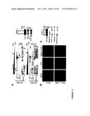 METHODS FOR DIAGNOSIS AND TREATMENT OF CELLULAR PROLIFERATIVE DISORDERS diagram and image