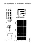 METHODS FOR DIAGNOSIS AND TREATMENT OF CELLULAR PROLIFERATIVE DISORDERS diagram and image