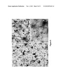 EXTRACELLULAR MATRIX PROTEINS FROM HAEMOPHILUS INFLUENZAE BIOFILMS:     TARGETS FOR THERAPEUTIC OR DIAGNOSTIC USE diagram and image