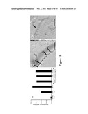 EXTRACELLULAR MATRIX PROTEINS FROM HAEMOPHILUS INFLUENZAE BIOFILMS:     TARGETS FOR THERAPEUTIC OR DIAGNOSTIC USE diagram and image