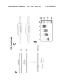 LABEL-FREE SENSING OF PNA-DNA COMPLEXES USING NANOPORES diagram and image