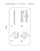 LABEL-FREE SENSING OF PNA-DNA COMPLEXES USING NANOPORES diagram and image