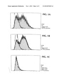 METHOD FOR USING DIVISION ARRESTED CELLS IN SCREENING ASSAYS diagram and image