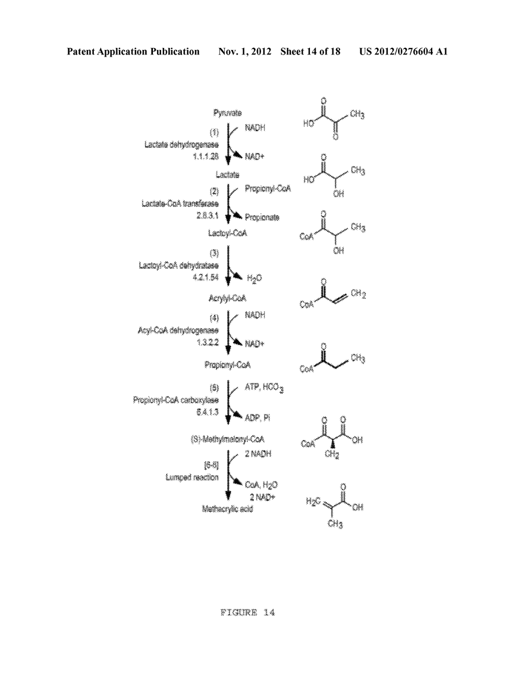 MICROORGANISMS FOR THE PRODUCTION OF METHACRYLIC ACID - diagram, schematic, and image 15