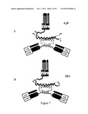 Multivalent Immunoglobulin-Based Bioactive Assemblies diagram and image