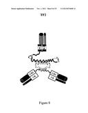 Multivalent Immunoglobulin-Based Bioactive Assemblies diagram and image