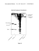 Multivalent Immunoglobulin-Based Bioactive Assemblies diagram and image