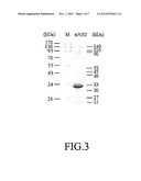 PHAGE OF ACINETOBACTER BAUMANNII diagram and image