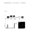 METHOD FOR PRODUCING MESENCHYMAL STEM CELLS FROM HUMAN PLURIPOTENT STEM     CELLS, AND MESENCHYMAL STEM CELLS PRODUCED BY SAME diagram and image