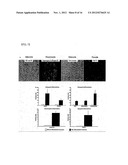 METHOD FOR PRODUCING MESENCHYMAL STEM CELLS FROM HUMAN PLURIPOTENT STEM     CELLS, AND MESENCHYMAL STEM CELLS PRODUCED BY SAME diagram and image