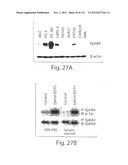 POLYPEPTIDE COMPOUNDS FOR INHIBITING ANGIOGENESIS AND TUMOR GROWTH diagram and image