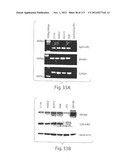 POLYPEPTIDE COMPOUNDS FOR INHIBITING ANGIOGENESIS AND TUMOR GROWTH diagram and image