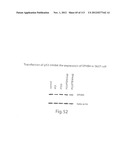 POLYPEPTIDE COMPOUNDS FOR INHIBITING ANGIOGENESIS AND TUMOR GROWTH diagram and image