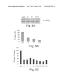 ANTISENSE OLIGONUCLEOTIDES AGAINST cPLA2, COMPOSITIONS AND USES THEREOF diagram and image