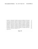 ISOLATION OF PROTEINS INVOLVED IN POSTTRANSCRIPTIONAL GENE SILENCING AND     METHODS OF USE diagram and image