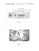 ISOLATION OF PROTEINS INVOLVED IN POSTTRANSCRIPTIONAL GENE SILENCING AND     METHODS OF USE diagram and image