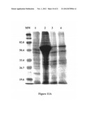 ISOLATION OF PROTEINS INVOLVED IN POSTTRANSCRIPTIONAL GENE SILENCING AND     METHODS OF USE diagram and image