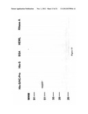 ISOLATION OF PROTEINS INVOLVED IN POSTTRANSCRIPTIONAL GENE SILENCING AND     METHODS OF USE diagram and image