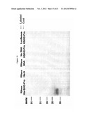 ISOLATION OF PROTEINS INVOLVED IN POSTTRANSCRIPTIONAL GENE SILENCING AND     METHODS OF USE diagram and image