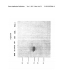 ISOLATION OF PROTEINS INVOLVED IN POSTTRANSCRIPTIONAL GENE SILENCING AND     METHODS OF USE diagram and image