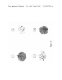 ISOLATION OF PROTEINS INVOLVED IN POSTTRANSCRIPTIONAL GENE SILENCING AND     METHODS OF USE diagram and image