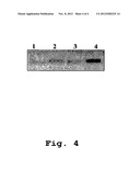 METHOD AND COMPOSITION FOR CREATING CONDITIONAL LETHALITY FOR VIRUS     MUTANTS AND FOR ELIMINATING THE VIABILITY OF AN EUKARYOTIC CELL diagram and image