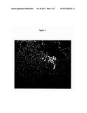 Tissue Products Derived From Animals Lacking Any Expression of Functional     Alpha 1, 3 Galactosyltransferase diagram and image